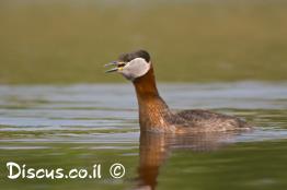 טבלן-אפור-לחיים