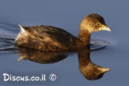 טבלן-עקוד-מקור