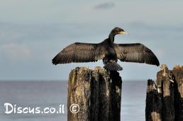 קורמורן גדול
