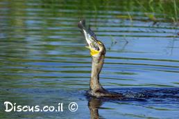 קורמורן גדול