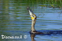 קורמורן-גדול
