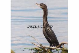 קורמורן גמדי