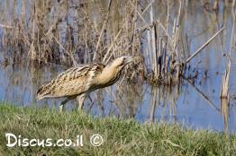 אנפה-מסורטטת