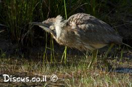 אנפה-מסורטטת-אמריקנית