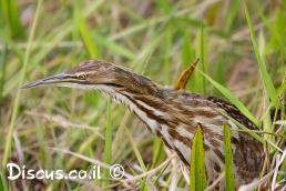 אנפה מסורטטת אמריקנית
