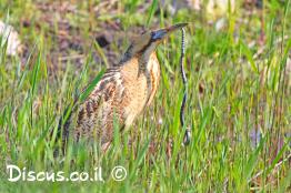 אנפה-מסורטטת