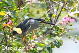 אנפית-המנגרובים