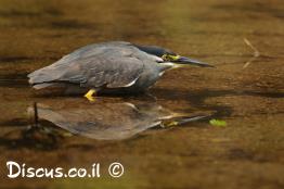 אנפית-המנגרובים