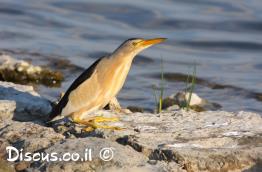 אנפית-גמדית