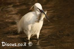 לבנית-גדולה