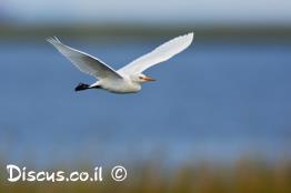לבנית-גדולה