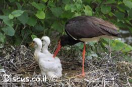 חסידה-שחורה