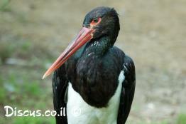 חסידה-שחורה
