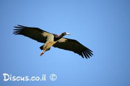 חסידה-שחורה