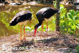 חסידה-שחורה