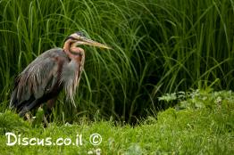 אנפה-ארגמנית