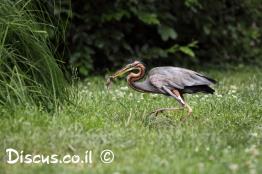 אנפה-ארגמנית