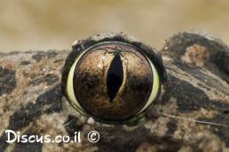 חפרית עין החתול