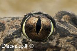 חפרית-עין-החתול