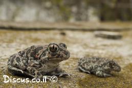 חפרית עין החתול