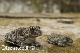 חפרית-עין-החתול