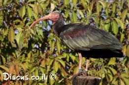 מגלן-מצוייץ