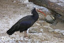 מגלן-מצוייץ