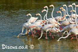 פלמינגו-מצוי