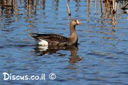 אווז-לבן-מצח