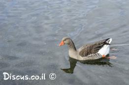 אווז-לבן-מצח