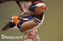 מנדרין-סיני