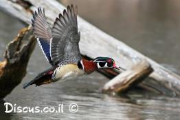 מנדרין-אמריקני