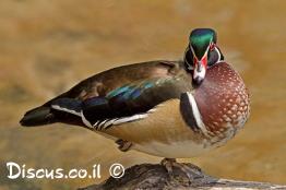 מנדרין-אמריקני