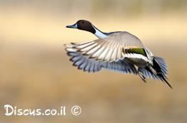 ברווז-חד-זנב