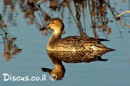 ברווז-חד-זנב