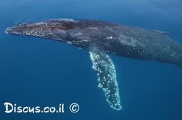לווייתן-גדול-סנפיר