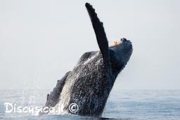 לווייתן גדול סנפיר