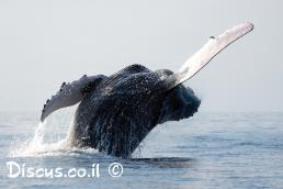 לווייתן גדול סנפיר