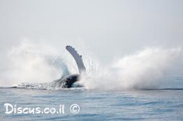 לווייתן-גדול-סנפיר