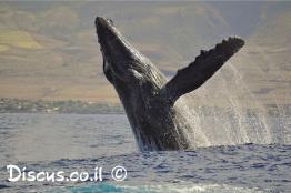 לווייתן-גדול-סנפיר