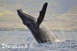 לווייתן-גדול-סנפיר