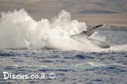לווייתן-גדול-סנפיר