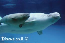 לוויתן-לבנתן