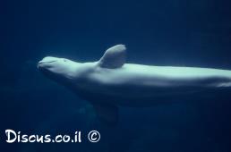 לוויתן לבנתן