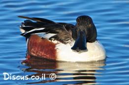 מרית-צפונית