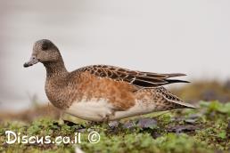 ברווז אמריקאי