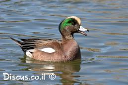 ברווז אמריקאי