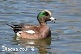 ברווז-אמריקאי