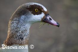 יאורית-מצרית