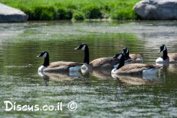 ברנטה קנדית